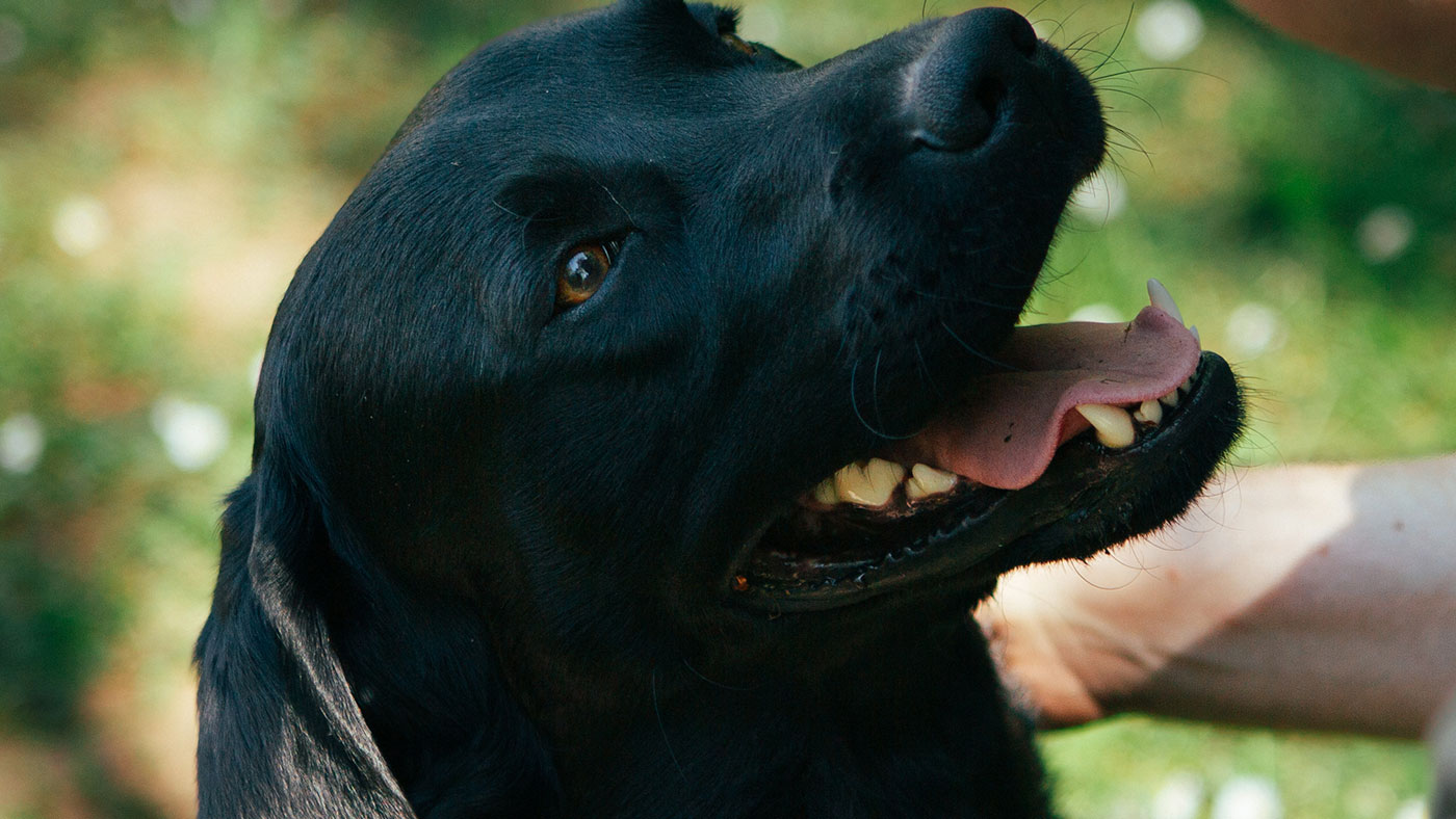 Sort labrador kigger op på sin ejer