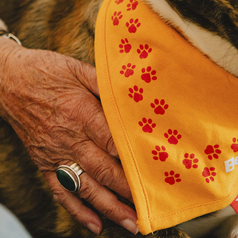 Hånd på hund med orange besøgshundetørklæde