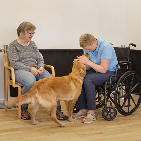 Labrador adfærdstestes til optagelsesprøve til TrygFonden Besøgshunde