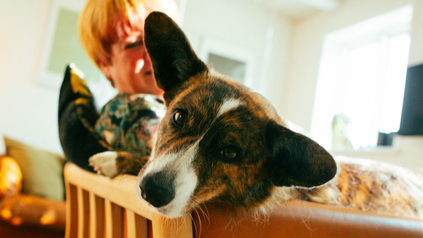 I en sofa sidder besøgshundeejeren Pia med hendes corgi, Ilse. Ilse kigger nysgerrigt ind i kameraet.