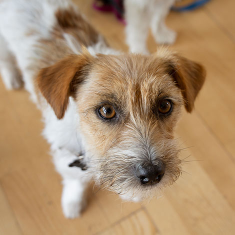 Lille hund kigger op på kameraet