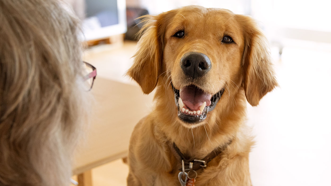 Hund kigger med åben mund