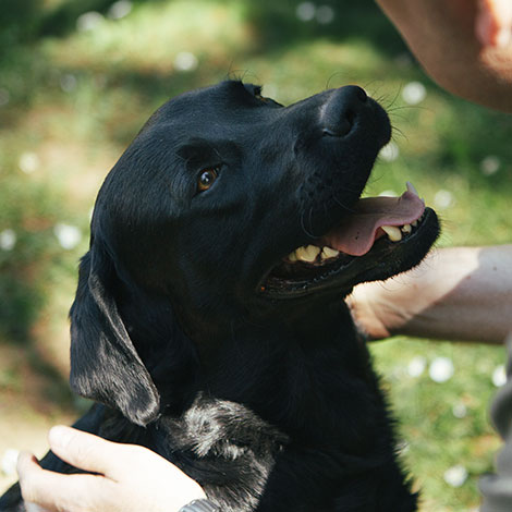 Sort labrador retriever kigger på ejer