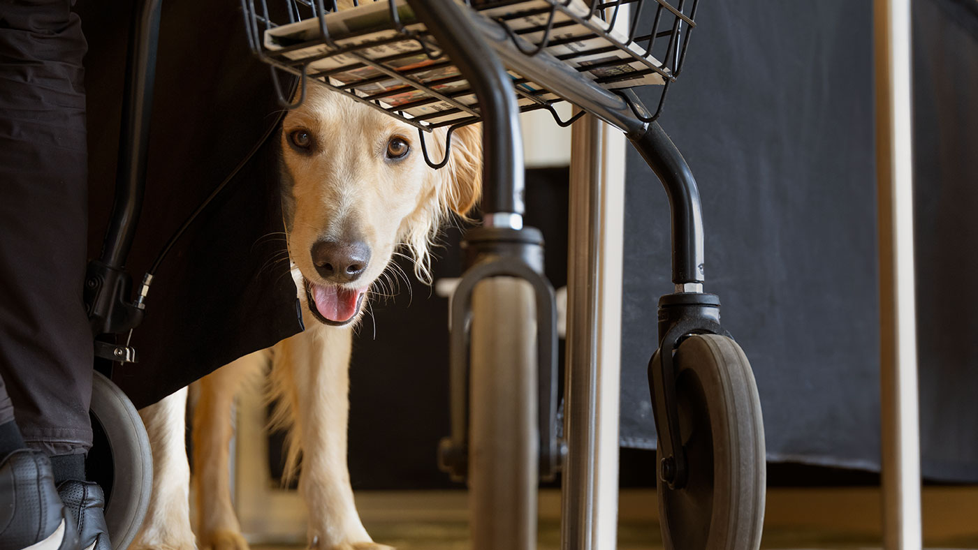 Hund kigger under rollator