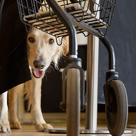 Hund kigger under rollator
