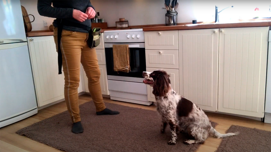 I denne video kan du lære øvelser til at træne din hund i selvkontrol. Du kan downloade en udvidet vejledning nederst på siden.