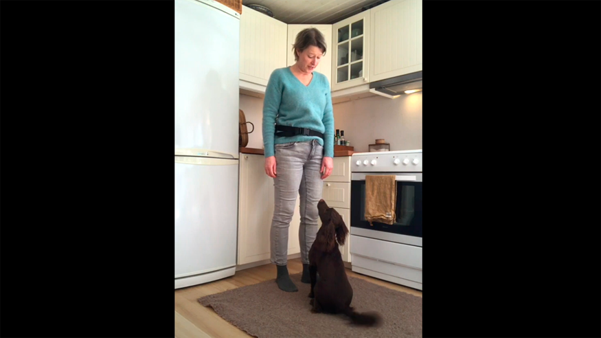I denne video kan du få øvelser til at lære din hund at "sitte". Du kan downloade en udvidet vejledning nederst på siden.