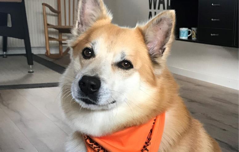 Ari Laxi      Kaldenavn Ari