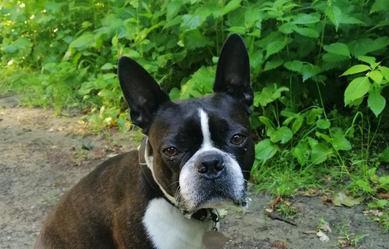 Charlie