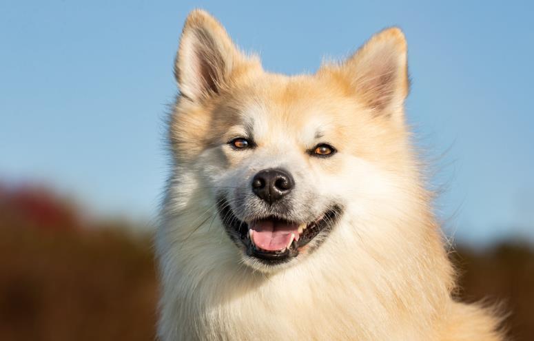 Bliki