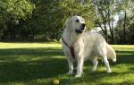 Molly