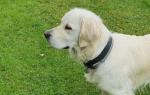 Mollie