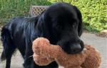 Ludo