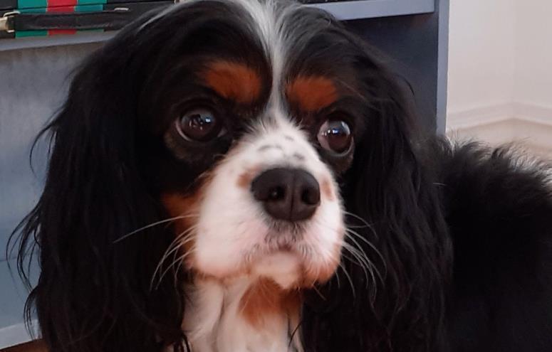 Zaga