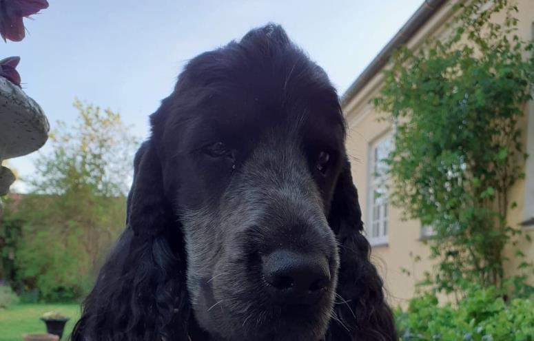 Alfred