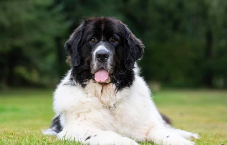 Fnug (Landseer-Jyllands Lille Fnug)