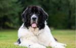 Fnug (Landseer-Jyllands Lille Fnug)