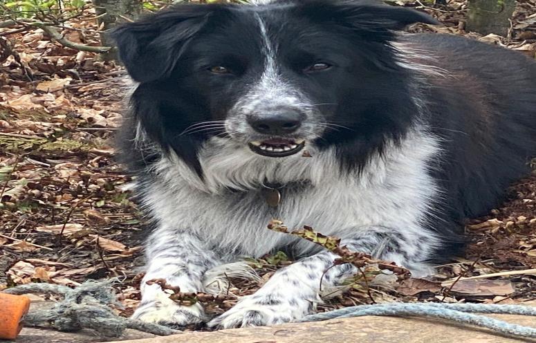 Eddie II