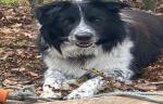Eddie II