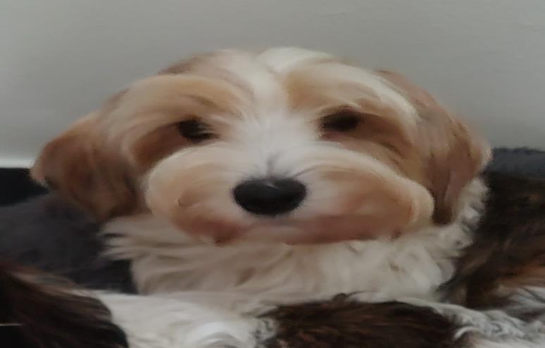 Dolly