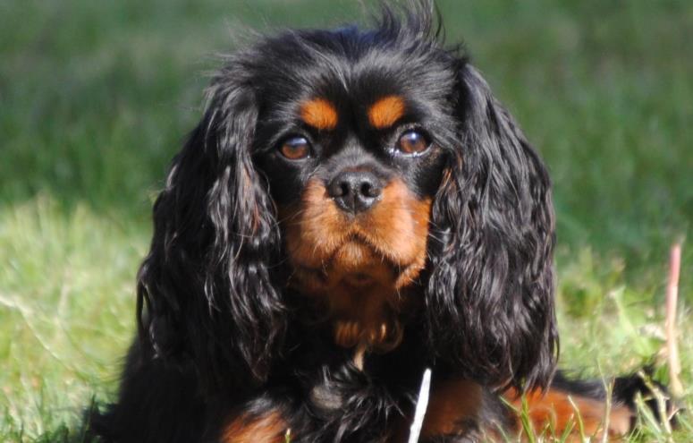 Malene Toft Pedersen