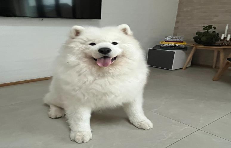 Simba