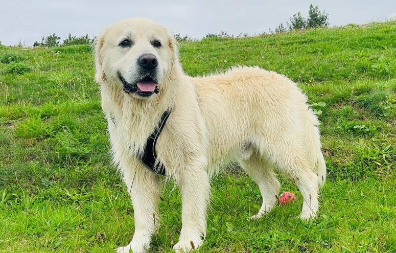 Balou