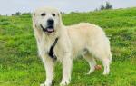 Balou