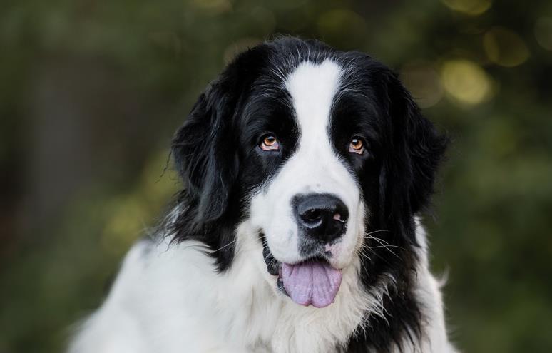 Alba (Alice de la Puche)