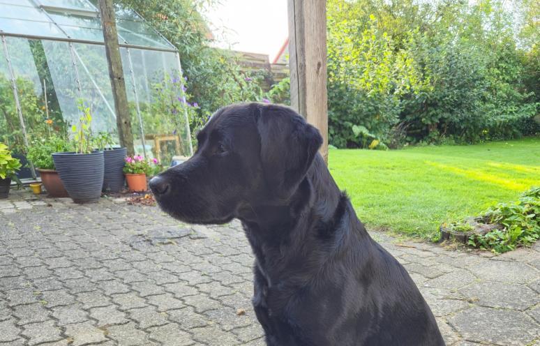 Max