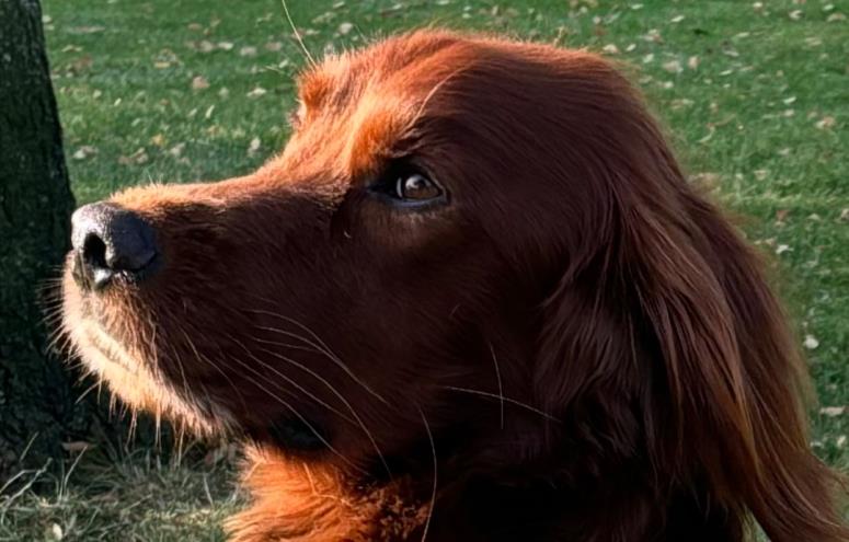 Working Gundogs Enduro (Dirk)