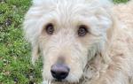 Berta