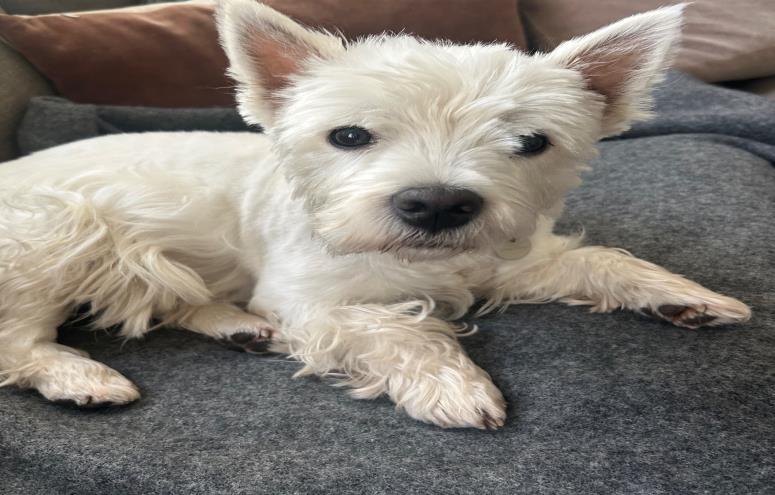 Coco
