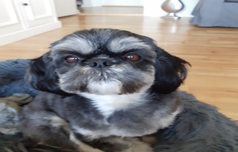 Milo