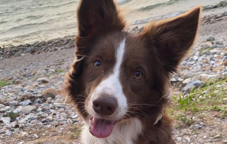Maggie