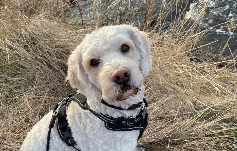 Milo