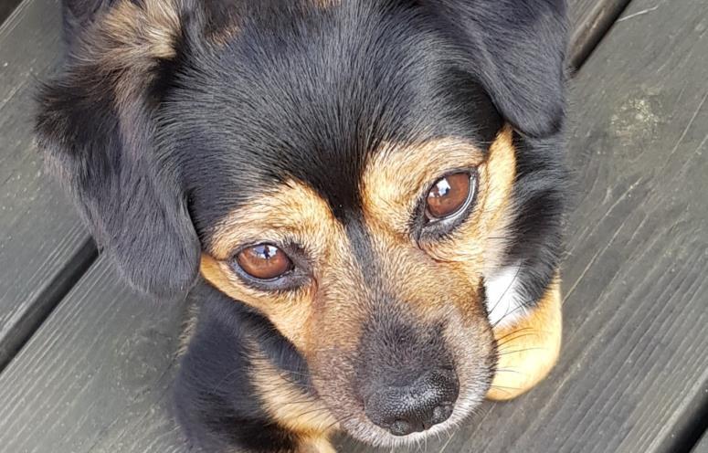Hugo