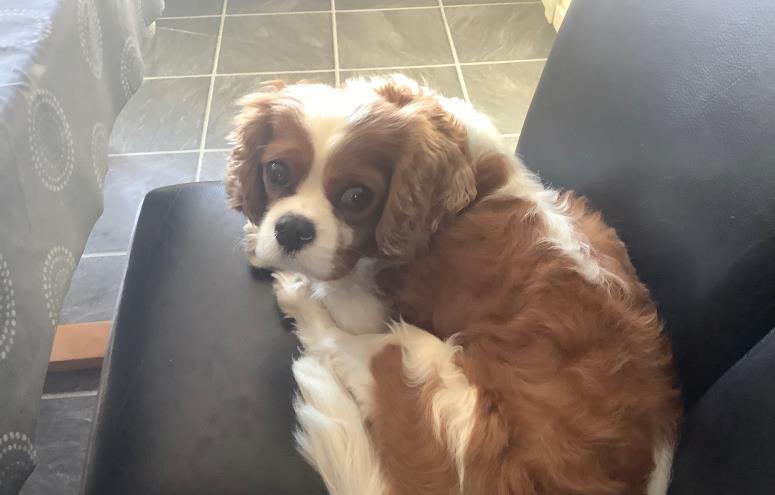Buster