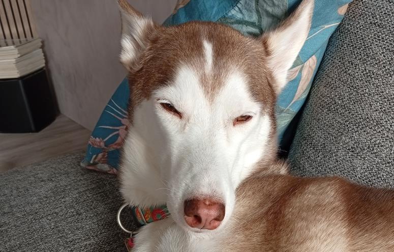 Aki