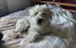 Britta