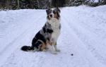 Ronja