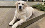 Dolly