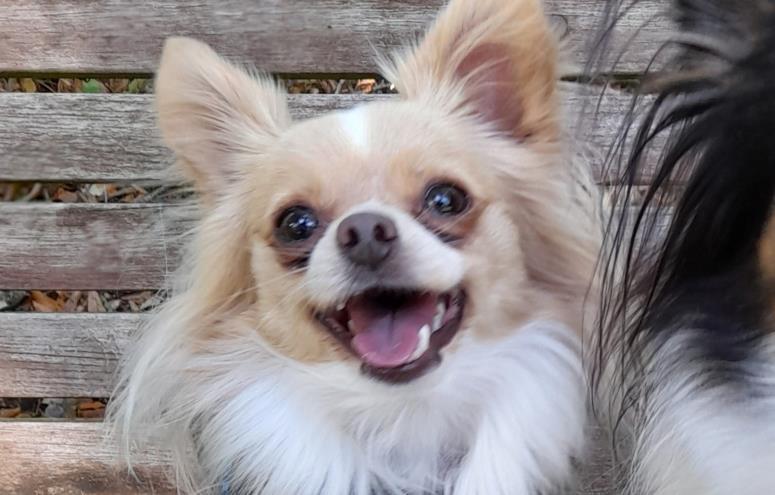 Gitte Vinkler Nielsen 