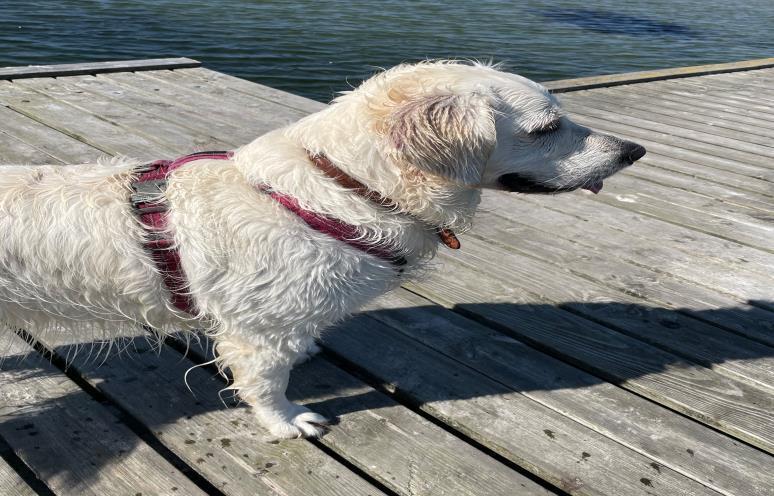 sandra køhl sørensen