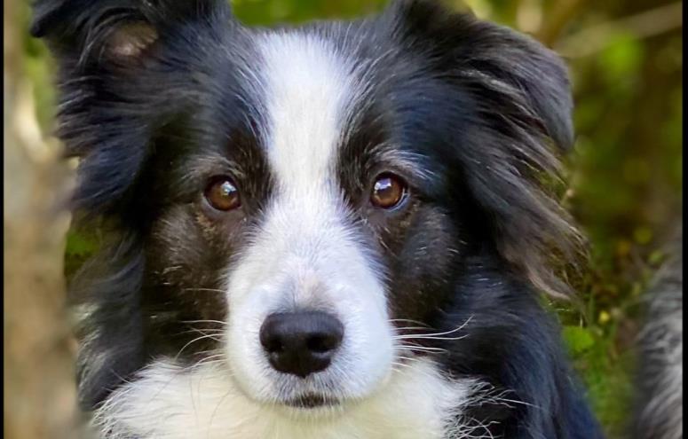 Maggi Margaret Boyes  Storgaard