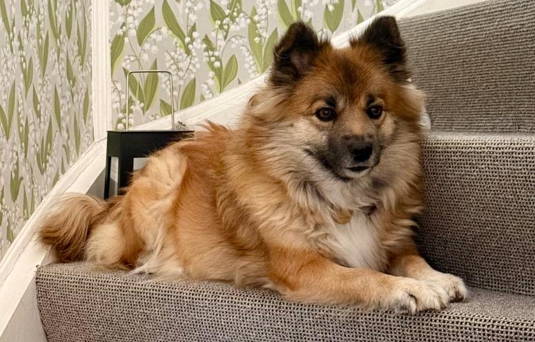 Tommy Grøndahl Nielsen